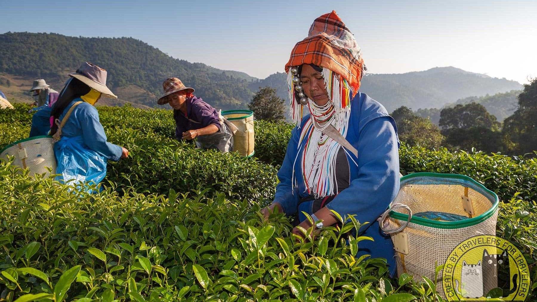 茶场